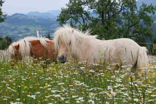 Bio Bauernhof - Mini Shetland Ponyhof Almbauer 