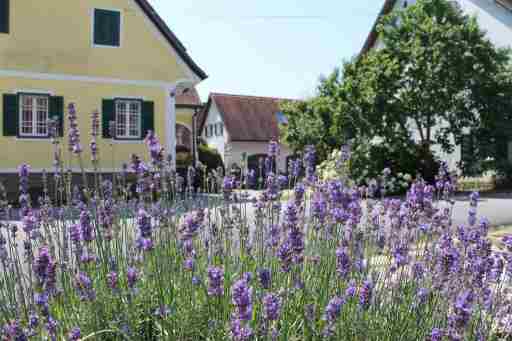 Farmer-Rabensteiner